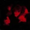 The House of Love - Shine On (Vinilo, 7”, 2019, Limited Edition, Red + Postcard + Poster) 2 House Of Love Shine On LTD