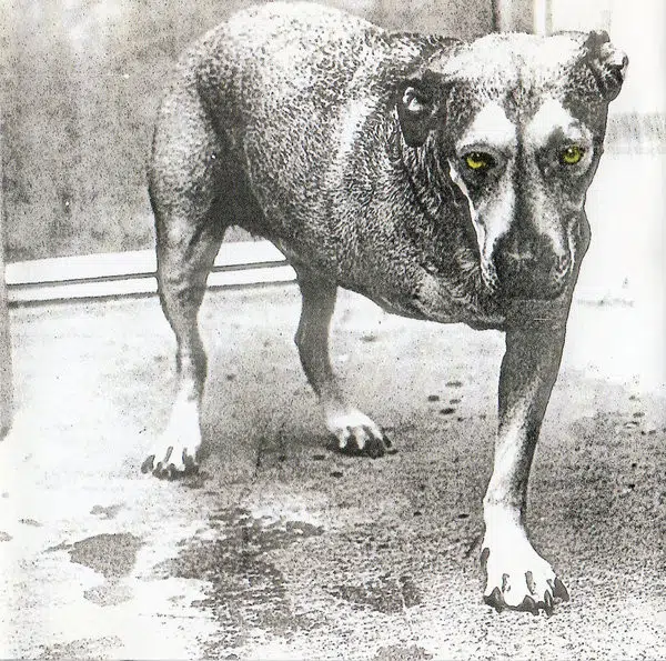 Alice In Chains - Alice In Chains (CD, Ed. US, 1995) 1 Alice In Chains - Alice In Chains (CD, Ed. US, 1995)