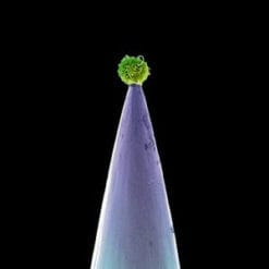 Peter Gabriel - New Bood (CD, Ed. Japan)